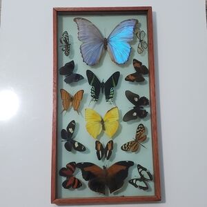 VINTAGE - Preserved Butterfly Wall Art